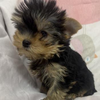 chiot Yorkshire terrier BRAVIE mini york à réserver Domaine de la Chantelaie