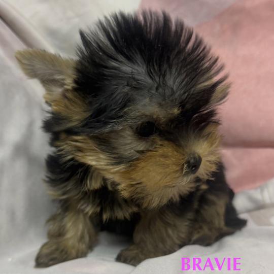 chiot Yorkshire terrier BRAVIE mini york à réserver Domaine de la Chantelaie