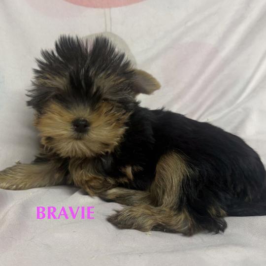 chiot Yorkshire terrier BRAVIE mini york à réserver Domaine de la Chantelaie