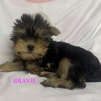 chiot Yorkshire terrier BRAVIE mini york à réserver Domaine de la Chantelaie