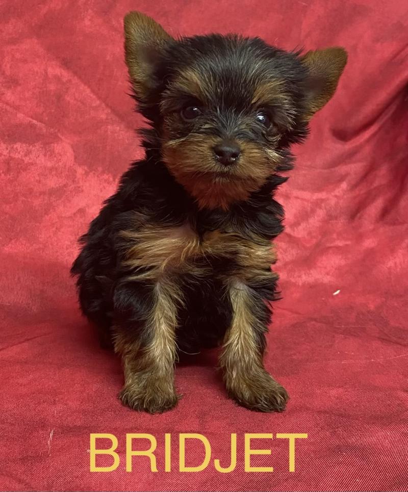 BRIDJET yorkshire à réserver Femelle Yorkshire terrier