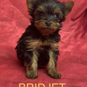 chiot Yorkshire terrier BRIDJET yorkshire à réserver Domaine de la Chantelaie