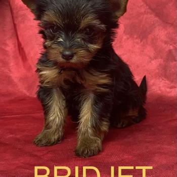 chiot Yorkshire terrier BRIDJET yorkshire à réserver Domaine de la Chantelaie