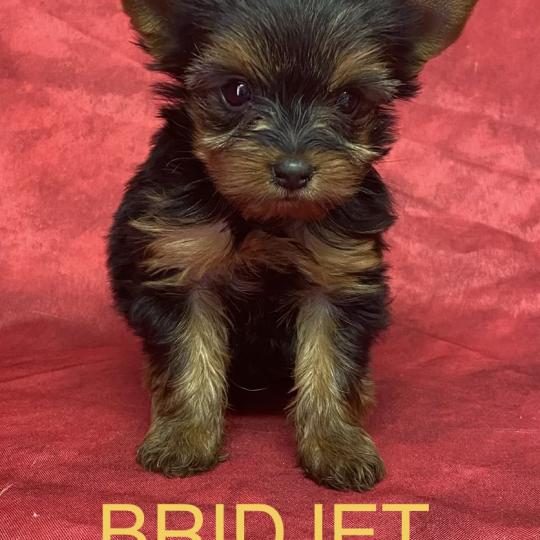 chiot Yorkshire terrier BRIDJET yorkshire à réserver Domaine de la Chantelaie