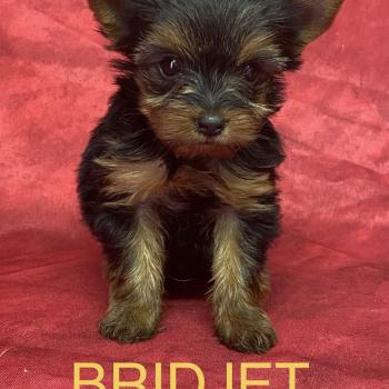 chiot Yorkshire terrier BRIDJET yorkshire à réserver Domaine de la Chantelaie