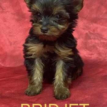 chiot Yorkshire terrier BRIDJET yorkshire à réserver Domaine de la Chantelaie