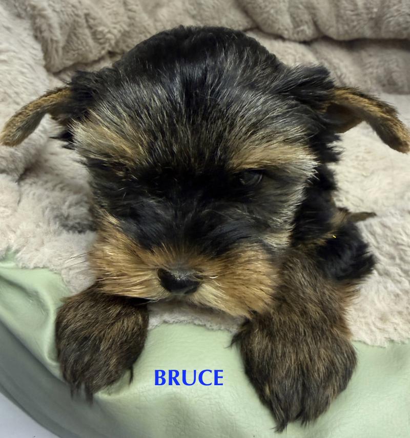 BRUCE york disponible Mâle Yorkshire terrier