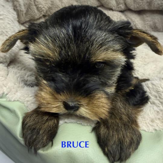 chiot Yorkshire terrier BRUCE york disponible Domaine de la Chantelaie