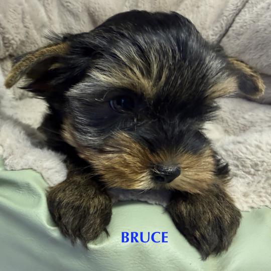 chiot Yorkshire terrier BRUCE york disponible Domaine de la Chantelaie