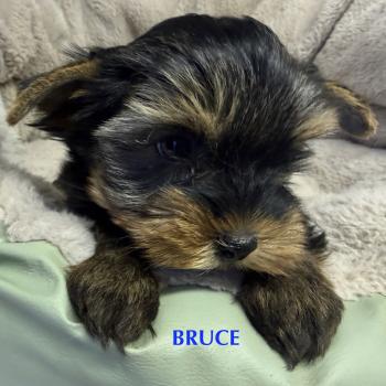 chiot Yorkshire terrier BRUCE york disponible Domaine de la Chantelaie