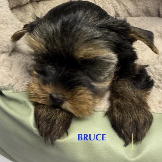 chiot Yorkshire terrier BRUCE york disponible Domaine de la Chantelaie