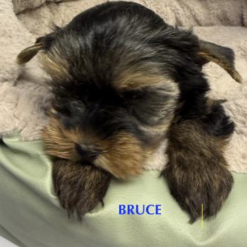 chiot Yorkshire terrier BRUCE york disponible Domaine de la Chantelaie