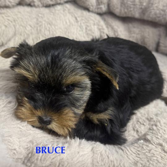 chiot Yorkshire terrier BRUCE york disponible Domaine de la Chantelaie