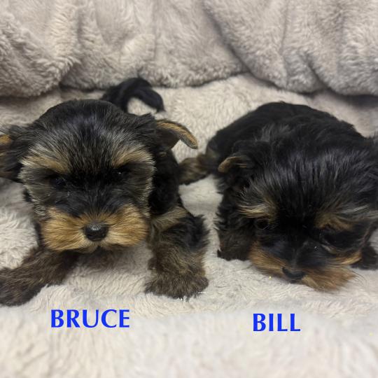 chiot Yorkshire terrier BRUCE york disponible Domaine de la Chantelaie