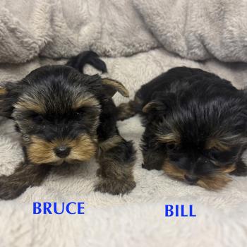 chiot Yorkshire terrier BRUCE york disponible Domaine de la Chantelaie
