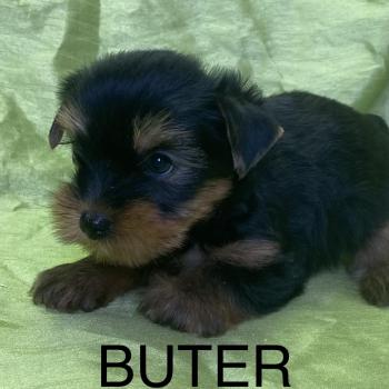chiot Yorkshire terrier BUTER york disponible Domaine de la Chantelaie