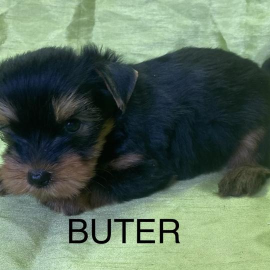 chiot Yorkshire terrier BUTER york disponible Domaine de la Chantelaie