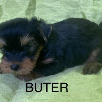chiot Yorkshire terrier BUTER york disponible Domaine de la Chantelaie