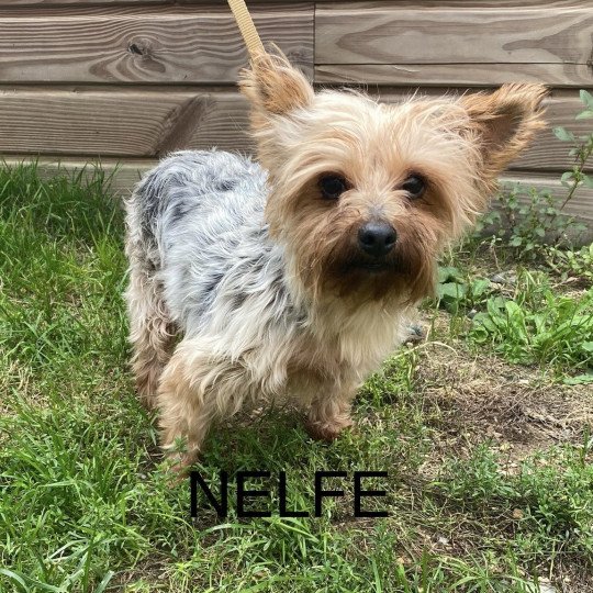 NELFIE York Femelle Yorkshire terrier