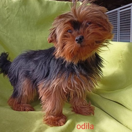ODILA yorkshire terrier Femelle Yorkshire terrier