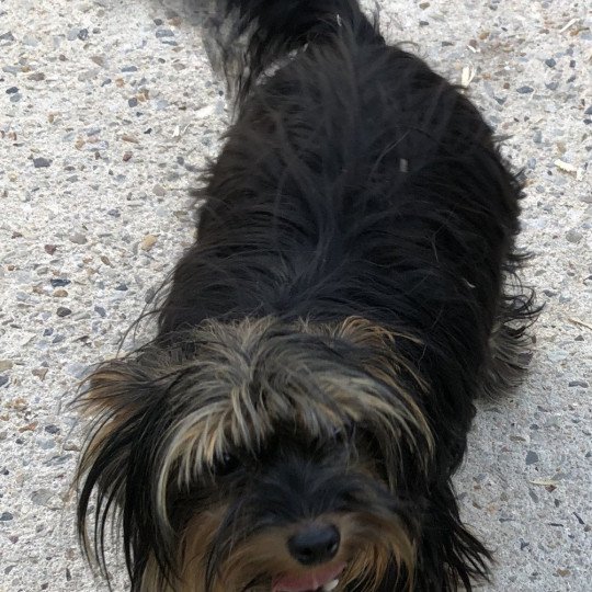 chien Yorkshire terrier NOIR ET FEU York OKITA Domaine de la Chantelaie