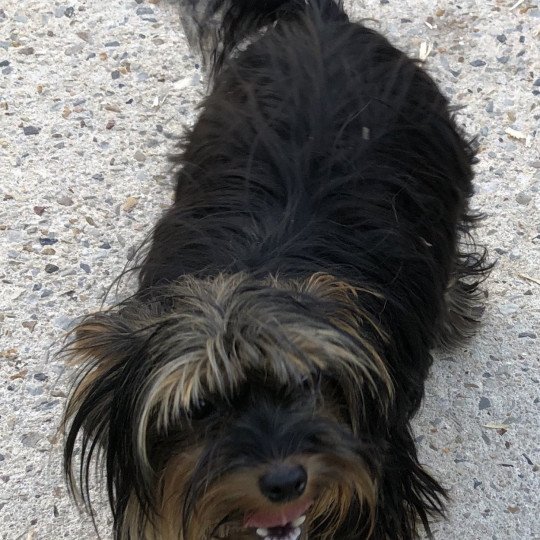 chien Yorkshire terrier NOIR ET FEU OKITA york Domaine de la Chantelaie