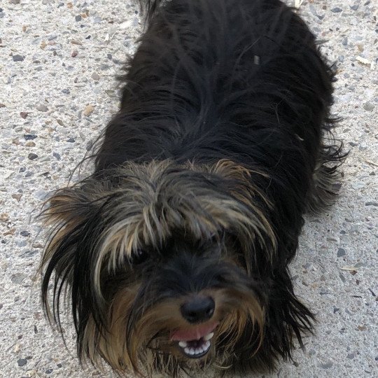 OKITA yorkshire terrier Femelle Yorkshire terrier
