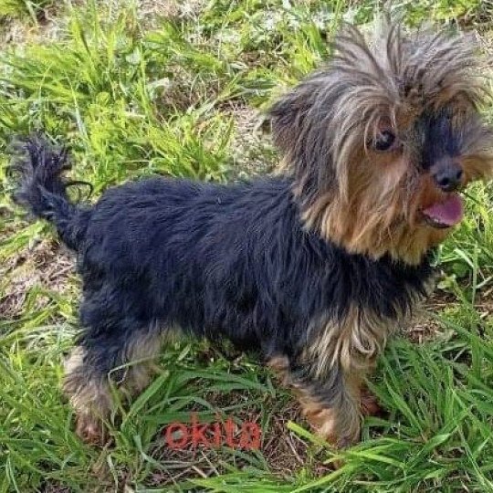 OSIRIS yorkshire terrier Femelle Yorkshire terrier
