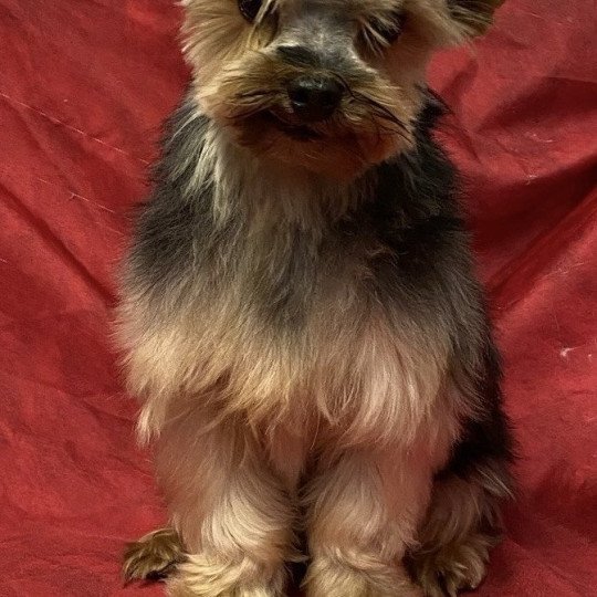 chien Yorkshire terrier PAKO - PANAMA DU CLOS DES FAURILLES Domaine de la Chantelaie