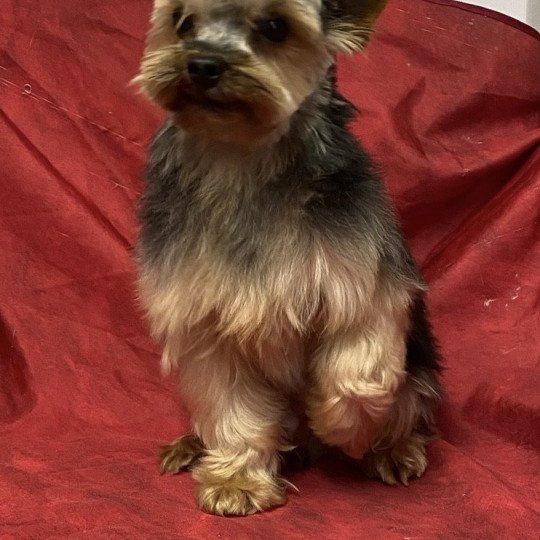 chien Yorkshire terrier PAKO - PANAMA DU CLOS DES FAURILLES Domaine de la Chantelaie