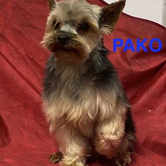 chien Yorkshire terrier PAKO - PANAMA DU CLOS DES FAURILLES Domaine de la Chantelaie