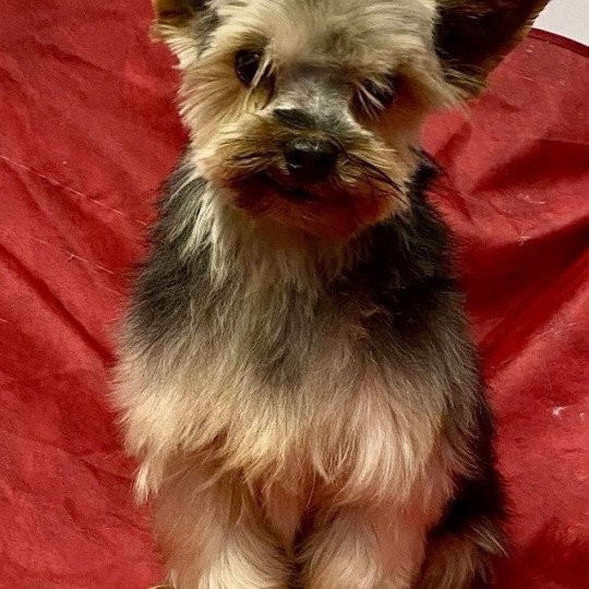 chien Yorkshire terrier PAKO - PANAMA DU CLOS DES FAURILLES Domaine de la Chantelaie