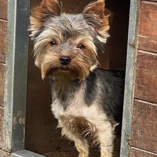 PAKO york Mâle Yorkshire terrier