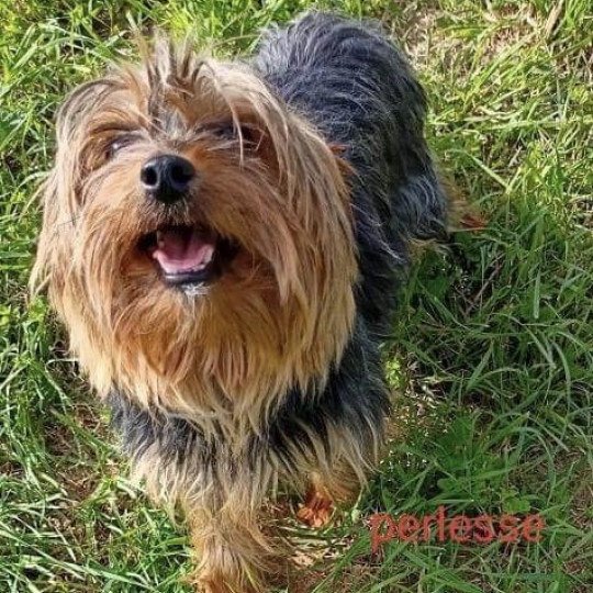 PERLESSE York Femelle Yorkshire terrier