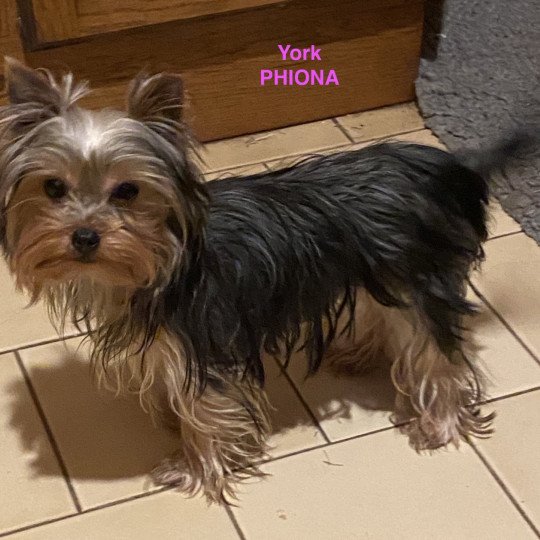 chien Yorkshire terrier NOIR ET FEU York PHIONA Domaine de la Chantelaie