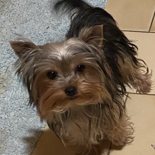PHIONA yorkshire terrier Femelle Yorkshire terrier