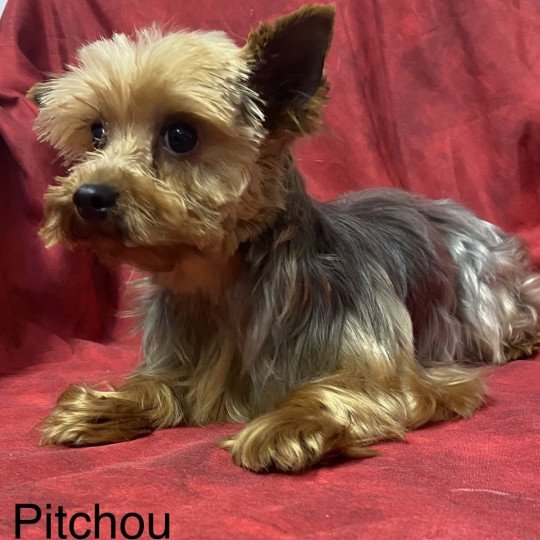 chien Yorkshire terrier PITCH-PITT Domaine de la Chantelaie