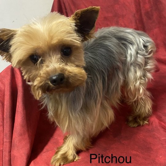 PITCHOU yorkshire terrier Mâle Yorkshire terrier