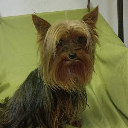 chien Yorkshire terrier NOIR ET FEU York PUPUCE Domaine de la Chantelaie