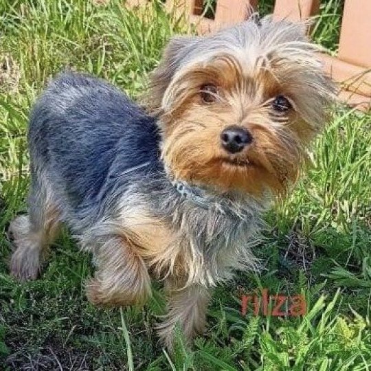 chien Yorkshire terrier RAMOS Domaine de la Chantelaie