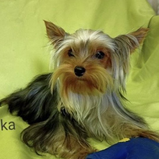 chien Yorkshire terrier NOIR ET FEU York RASKA Domaine de la Chantelaie