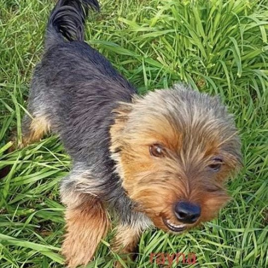 chien Yorkshire terrier NOIR ET FEU RAYNA yorkshire terrier Domaine de la Chantelaie