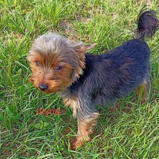 RAYNA York Femelle Yorkshire terrier