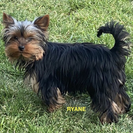 REANE York Femelle Yorkshire terrier