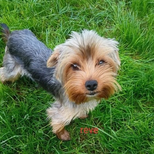 REVE York Femelle Yorkshire terrier