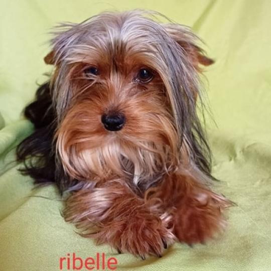 chien Yorkshire terrier NOIR ET FEU RIBELLE yorkshire terrier Domaine de la Chantelaie