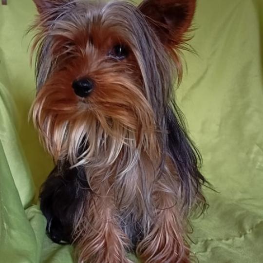 chien Yorkshire terrier NOIR ET FEU RIBELLE yorkshire terrier Domaine de la Chantelaie