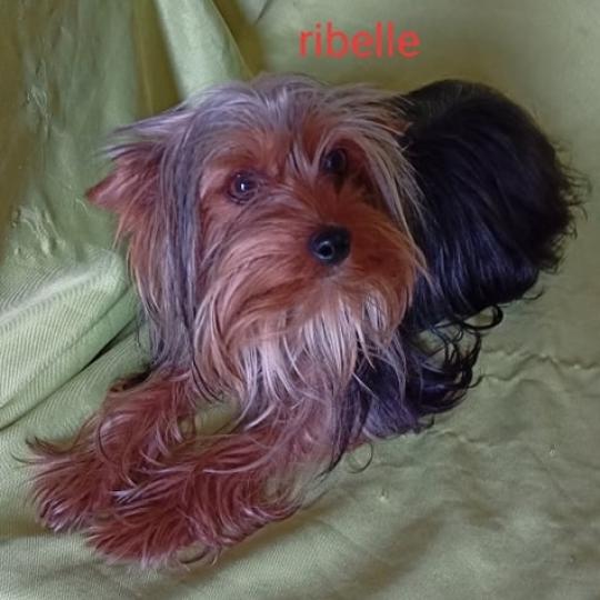 chien Yorkshire terrier NOIR ET FEU RIBELLE yorkshire terrier Domaine de la Chantelaie