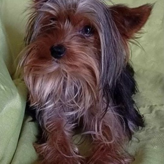 RIBELLE York Femelle Yorkshire terrier