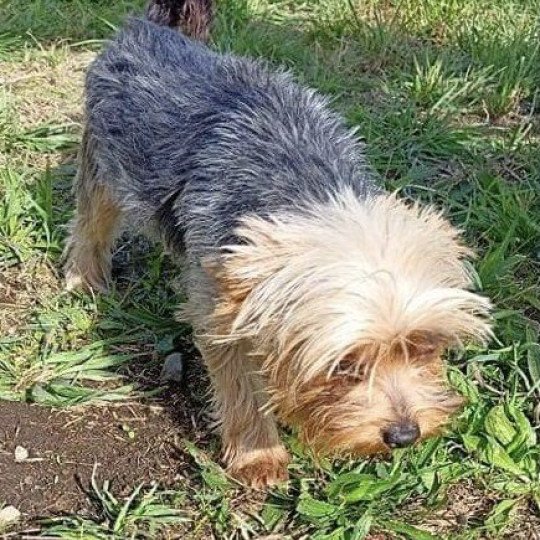 chien Yorkshire terrier NOIR ET FEU RILZA yorkshire terrier Domaine de la Chantelaie